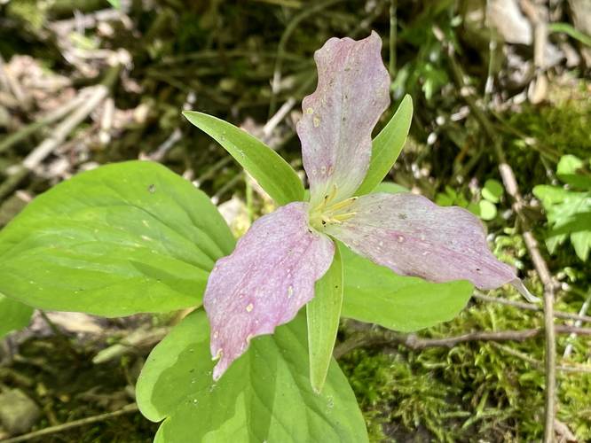 Pink Trillium wildflower