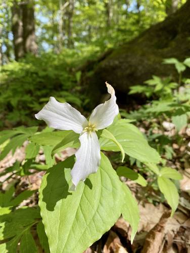 White Trillium wildflower