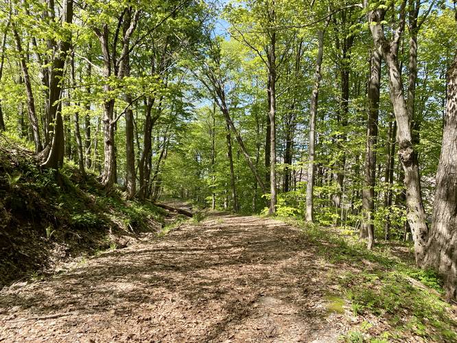 Picture 6 of McIntyres Bluff Trail