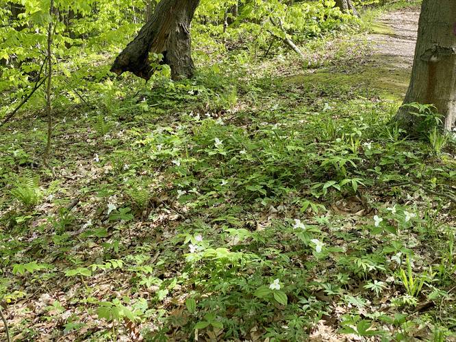 Patch of trillium wildflower (white and pink)
