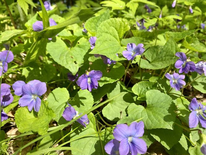 Violet wildflowers