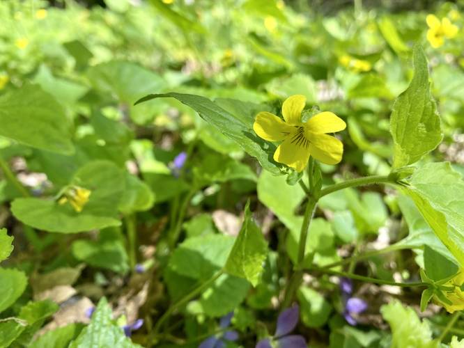 Yellow violet wildflowers