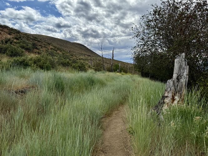 Tall blue-tinted grass of the Meadowlark Trail
