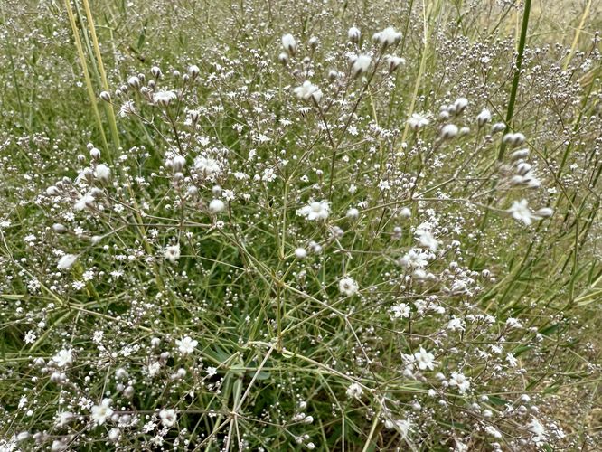 White wildflowers
