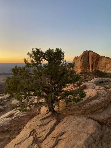 Lone pine tree near Mesa Arch