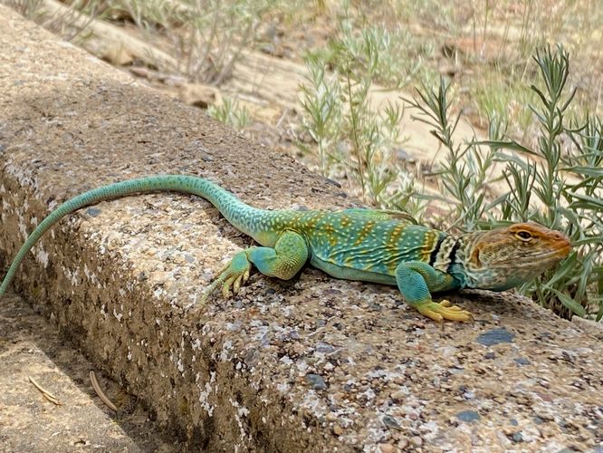 Eastern collard lizard