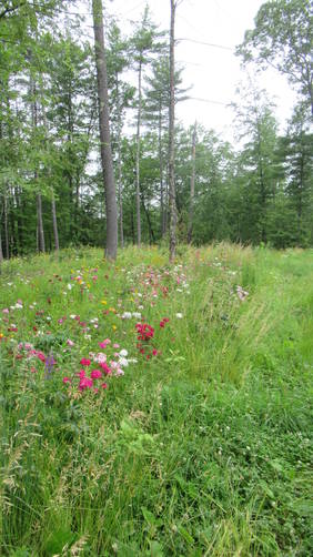 Wildflowers flourish alongside the trail