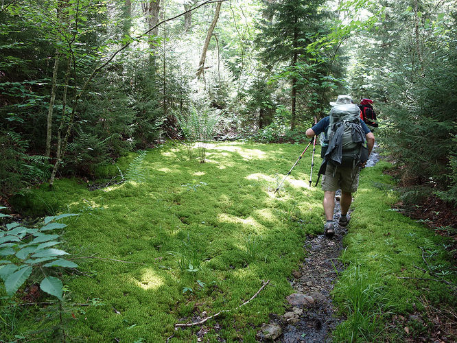 Picture 6 of Middle Fork and Big Beechy Hike 060615