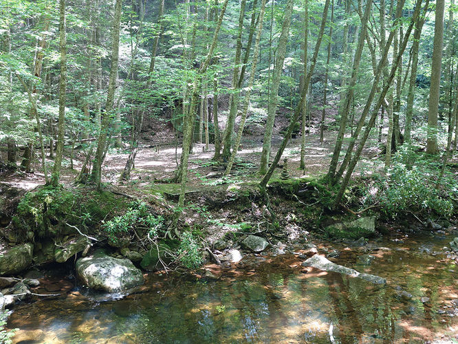 Picture 11 of Middle Fork and Big Beechy Hike 060615
