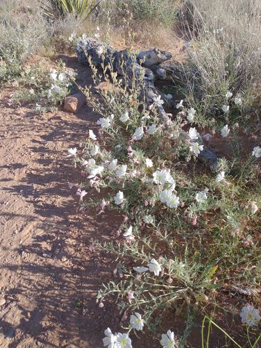 The Desert is blooming