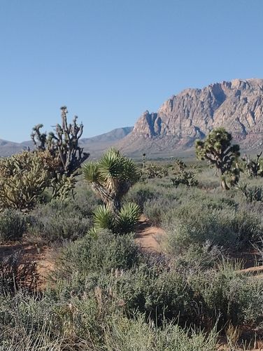 Joshua Trees as far as you can see