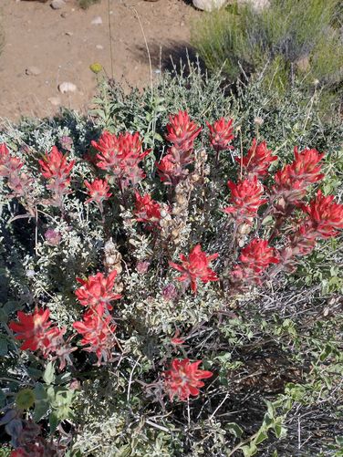 Desert Paintbrush in Bloom