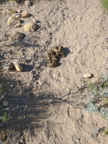 Evidence of Burros in the area