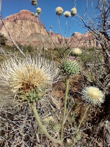 New Mexico Thistle