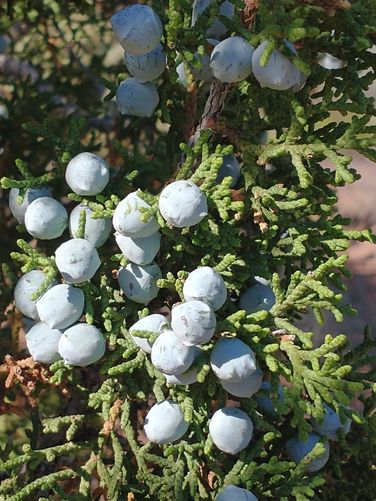 Juniper loaded with berries