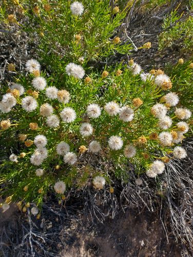 Narrowleaf Goldenbush