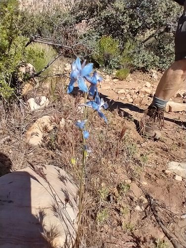 Desert Larkspur