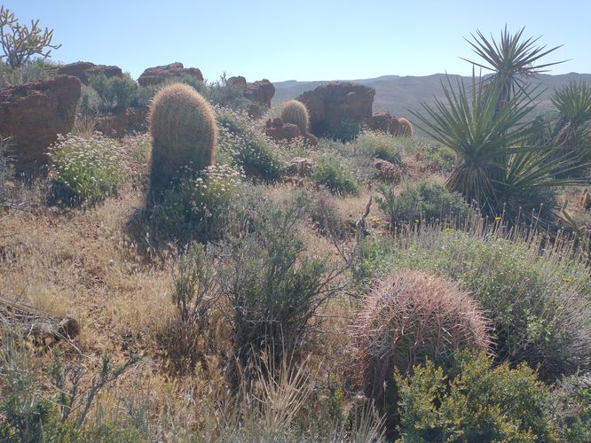Barrel Cactus growing on the sides of the trail