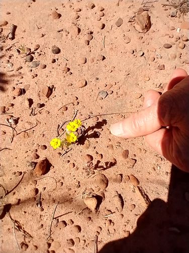 Tiny flower determined to survive in the desert