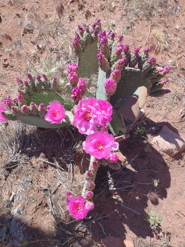 Beavertail Cactus Blooming