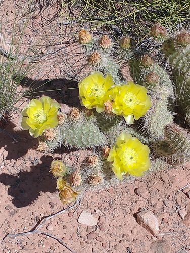 Plains Pricklypear Cactus in bloom