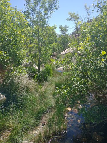 A lush oasis in the desert at Oak Creek