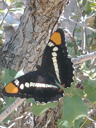 Arizona Sister Butterflies are attracted to the creek