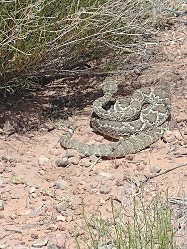 Mojave Green Rattlesnake beside the trail