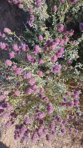 Dorr's Sage in Bloom