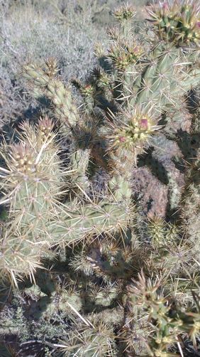 Cholla Cactus