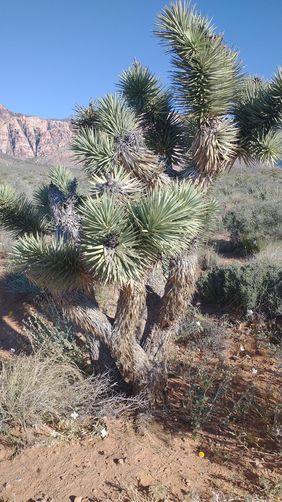 Joshua Tree