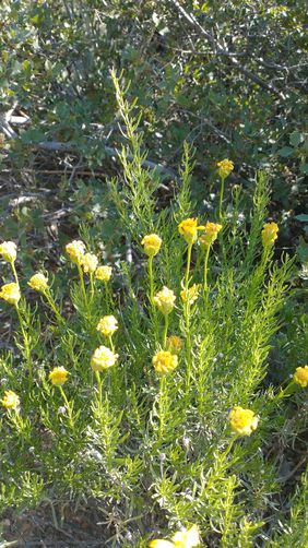 Narrowleaf Goldenbush
