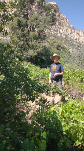 Near the Creek, a huge field of gravevines