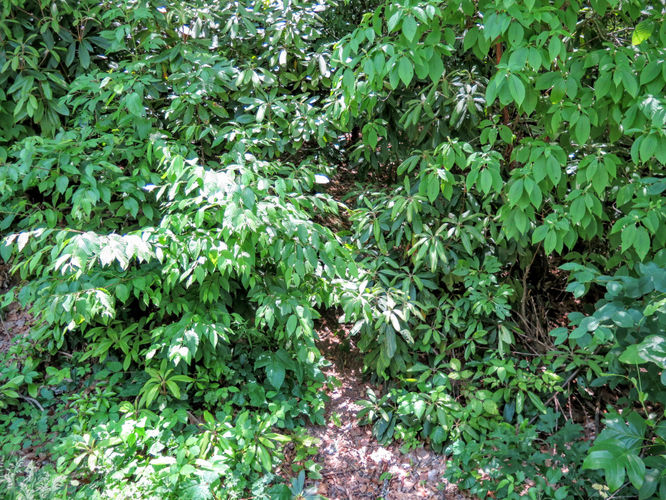 Picture 9 of Middle Prong Wilderness Hike 061916