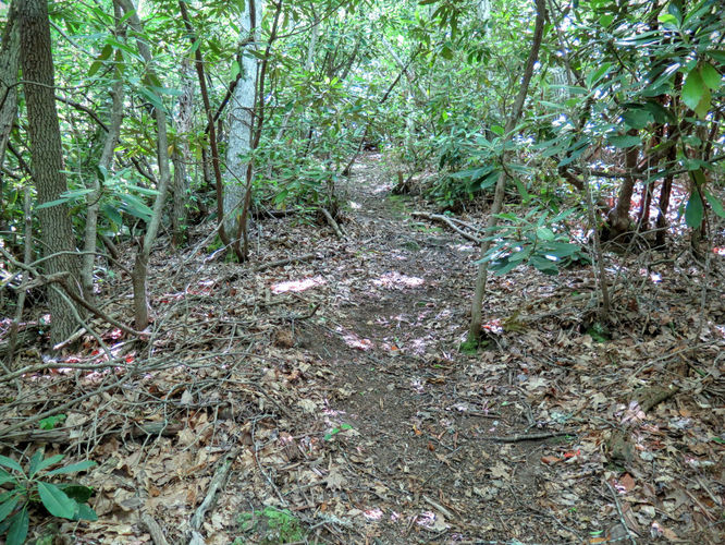 Picture 11 of Middle Prong Wilderness Hike 061916