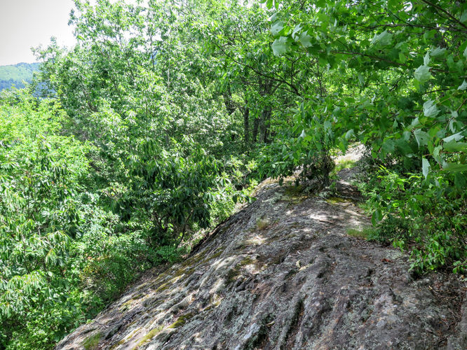Picture 14 of Middle Prong Wilderness Hike 061916