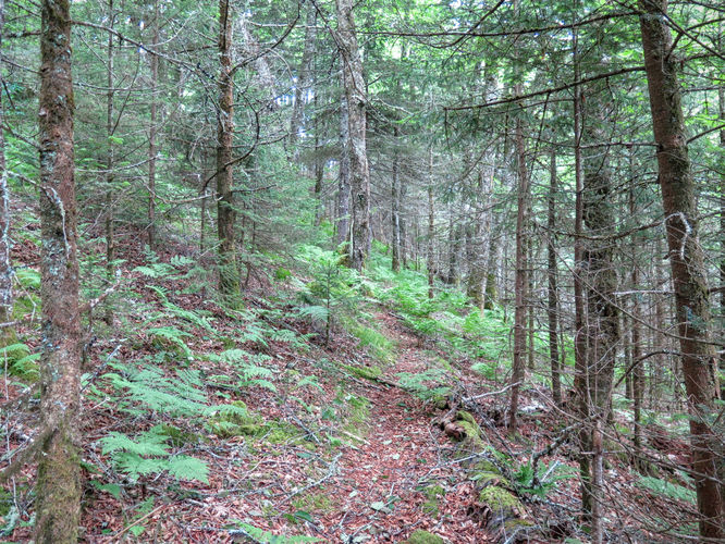 Picture 18 of Middle Prong Wilderness Hike 061916