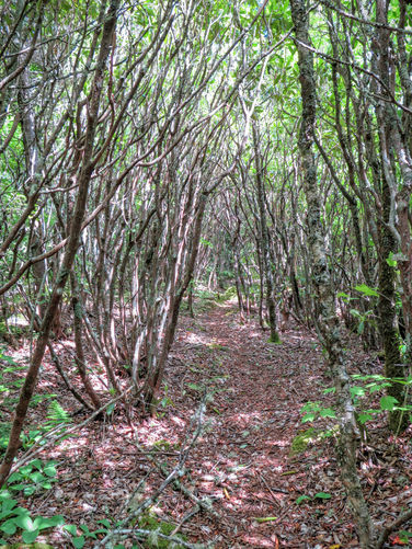 Picture 19 of Middle Prong Wilderness Hike 061916