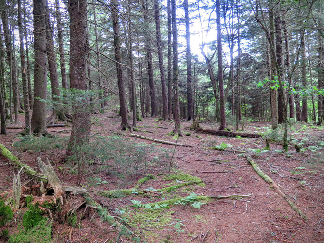 Picture 34 of Middle Prong Wilderness Hike 061916