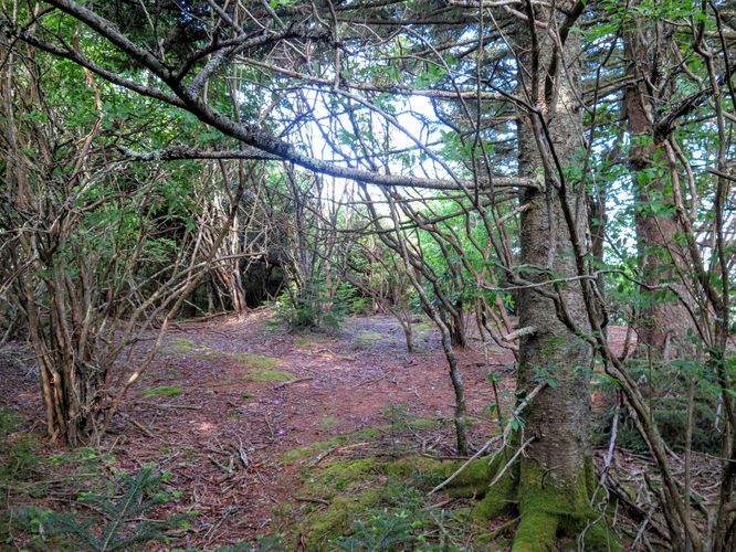 Picture 37 of Middle Prong Wilderness Hike 061916