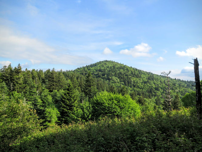 Picture 40 of Middle Prong Wilderness Hike 061916