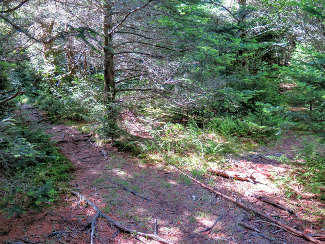 Picture 59 of Middle Prong Wilderness Hike 061916