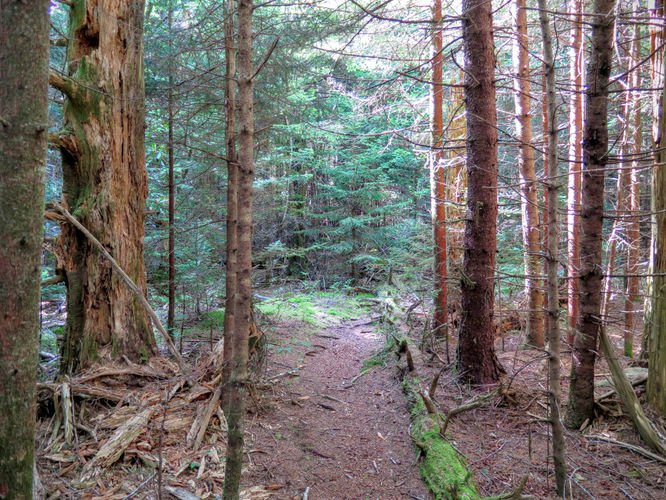 Picture 61 of Middle Prong Wilderness Hike 061916