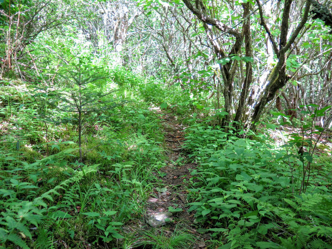Picture 62 of Middle Prong Wilderness Hike 061916