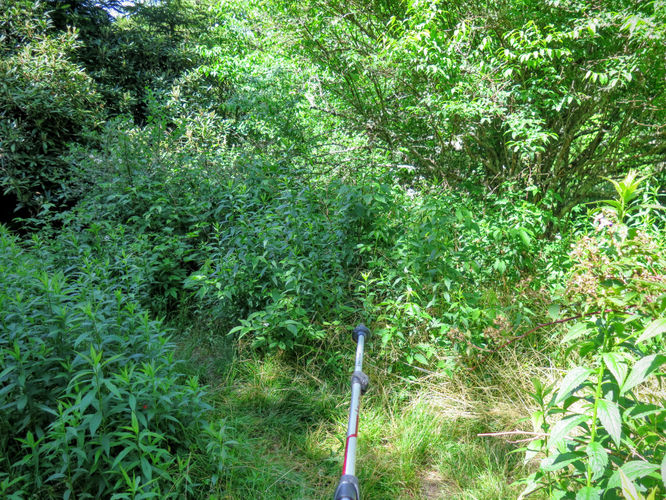 Picture 64 of Middle Prong Wilderness Hike 061916