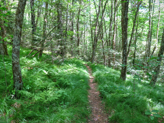 Picture 69 of Middle Prong Wilderness Hike 061916