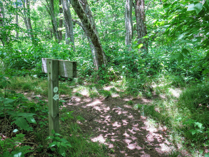 Picture 70 of Middle Prong Wilderness Hike 061916