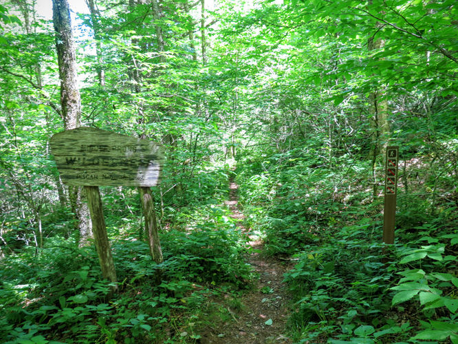 Picture 71 of Middle Prong Wilderness Hike 061916