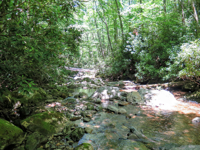 Picture 74 of Middle Prong Wilderness Hike 061916