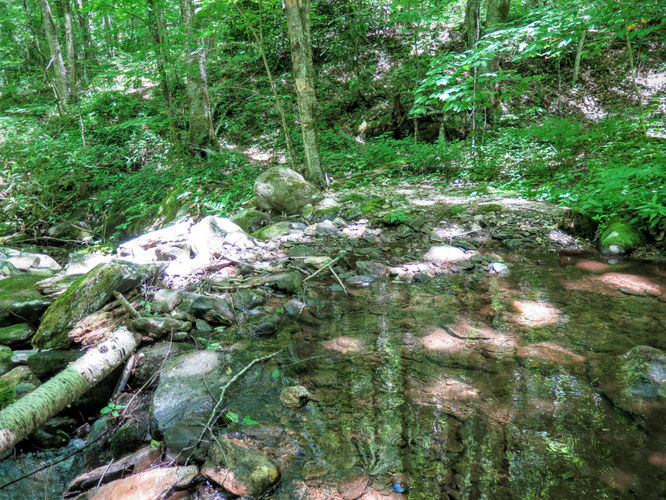 Picture 75 of Middle Prong Wilderness Hike 061916